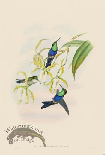 Gould Hummingbird 104